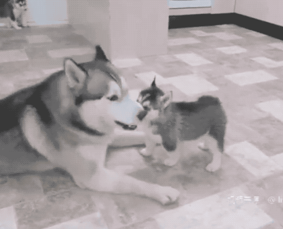 把小奶狗交给狗爸爸带，靠谱吗？-10.gif
