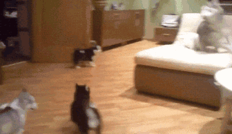 把小奶狗交给狗爸爸带，靠谱吗？-12.gif