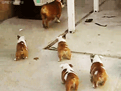 把小奶狗交给狗爸爸带，靠谱吗？-14.gif