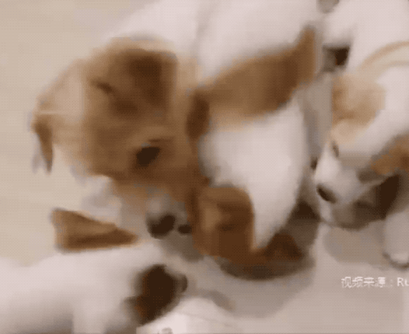 把小奶狗交给狗爸爸带，靠谱吗？-17.gif