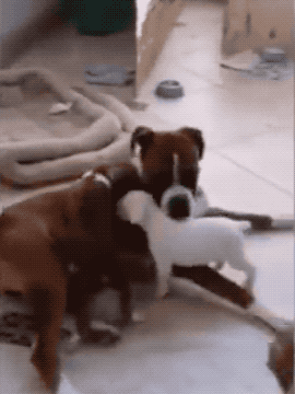把小奶狗交给狗爸爸带，靠谱吗？-18.gif