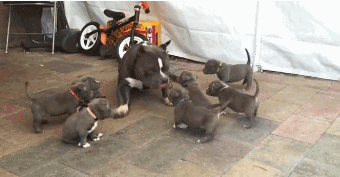 把小奶狗交给狗爸爸带，靠谱吗？-20.gif