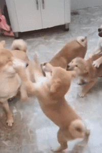 把小奶狗交给狗爸爸带，靠谱吗？-19.gif