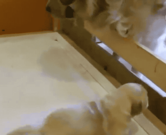 把小奶狗交给狗爸爸带，靠谱吗？-21.gif