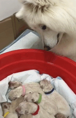 把小奶狗交给狗爸爸带，靠谱吗？-25.gif