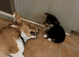 把小奶狗交给狗爸爸带，靠谱吗？-26.gif