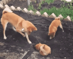 把小奶狗交给狗爸爸带，靠谱吗？-30.gif