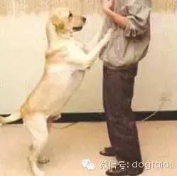 狗狗训练技巧-6.jpeg