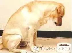 狗狗训练技巧-4.jpeg