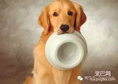 狗狗训练技巧-3.jpeg