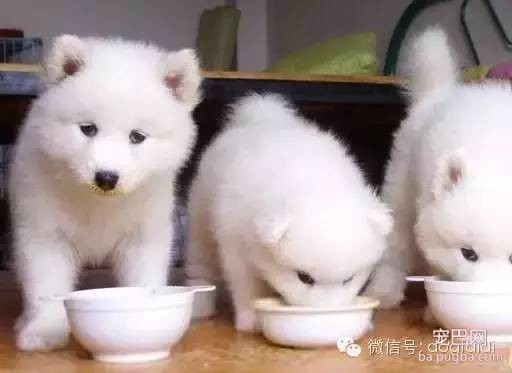 狗狗训练技巧-7.jpeg