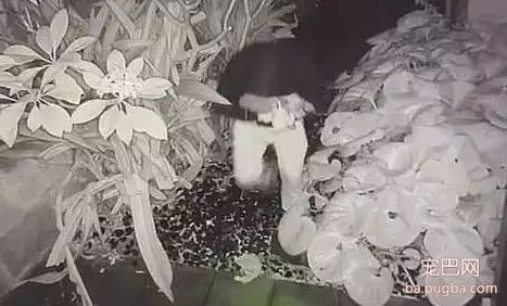 男子半夜偷了别人家的小奶狗，被抓后却拒绝道歉：因为感觉超爽哒！-1.jpeg