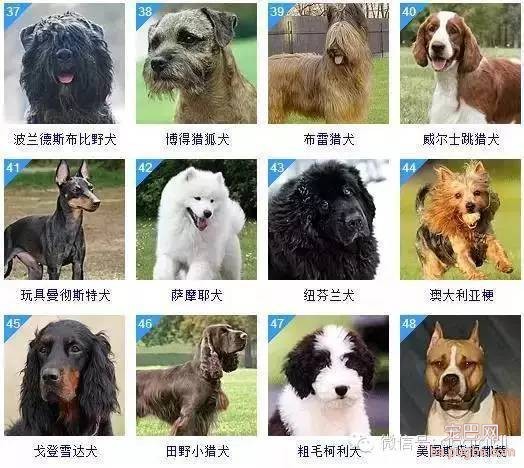 关于狗狗的智商排名和图片-4.jpeg