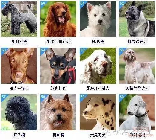 关于狗狗的智商排名和图片-5.jpeg