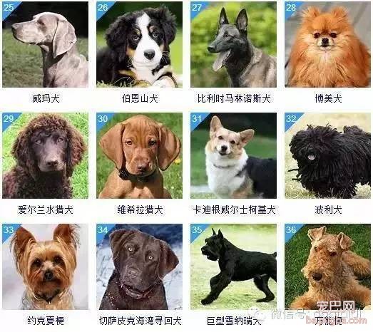 关于狗狗的智商排名和图片-3.jpeg
