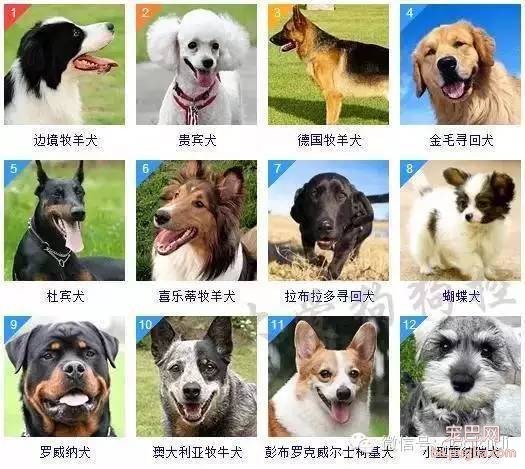 关于狗狗的智商排名和图片-1.jpeg
