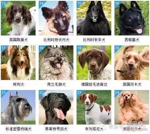 关于狗狗的智商排名和图片-2.jpeg