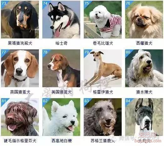 关于狗狗的智商排名和图片-7.jpeg