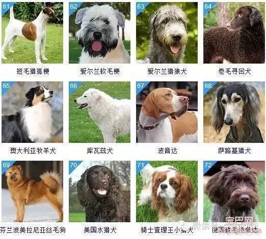 关于狗狗的智商排名和图片-6.jpeg