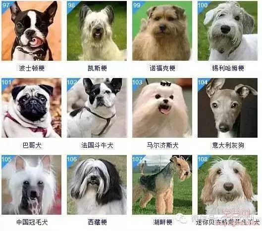 关于狗狗的智商排名和图片-9.jpeg