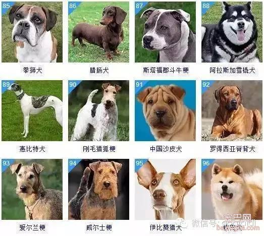 关于狗狗的智商排名和图片-8.jpeg