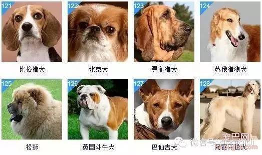 关于狗狗的智商排名和图片-11.jpeg