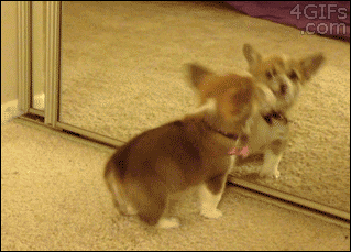 镜子不仅可以照出自己的样子，还可以照出狗狗的智商！-1.gif