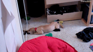 镜子不仅可以照出自己的样子，还可以照出狗狗的智商！-2.gif
