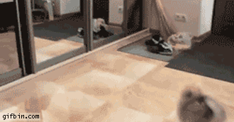 镜子不仅可以照出自己的样子，还可以照出狗狗的智商！-3.gif