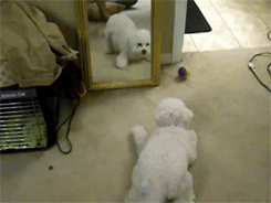 镜子不仅可以照出自己的样子，还可以照出狗狗的智商！-4.gif
