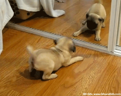 镜子不仅可以照出自己的样子，还可以照出狗狗的智商！-6.gif