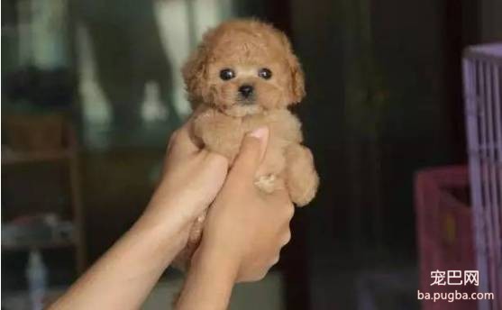 茶杯犬很萌？可它们却承载着一生的悲剧-1.jpeg