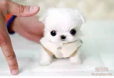 茶杯犬很萌？可它们却承载着一生的悲剧-2.jpeg