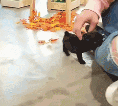 茶杯犬很萌？可它们却承载着一生的悲剧-3.gif