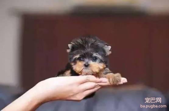 茶杯犬很萌？可它们却承载着一生的悲剧-11.jpeg