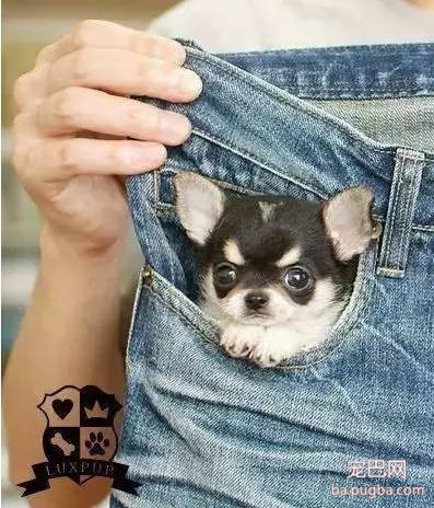 茶杯犬很萌？可它们却承载着一生的悲剧-12.jpeg
