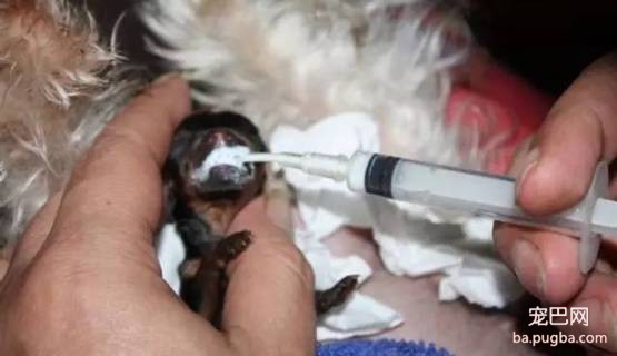 茶杯犬很萌？可它们却承载着一生的悲剧-5.jpeg