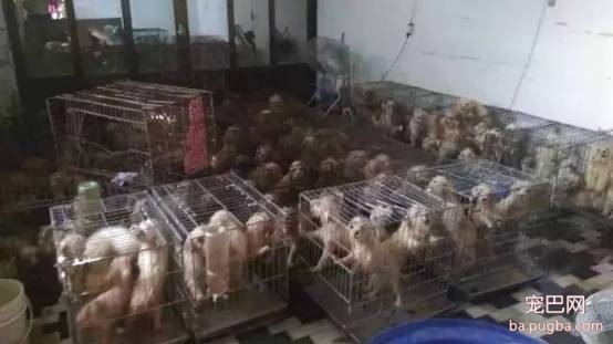 茶杯犬很萌？可它们却承载着一生的悲剧-9.jpeg