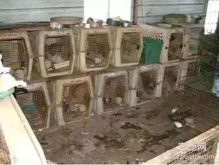 茶杯犬很萌？可它们却承载着一生的悲剧-10.jpeg