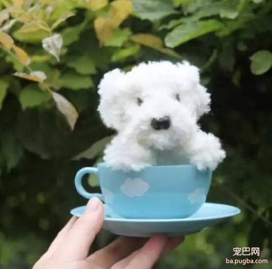 茶杯犬很萌？可它们却承载着一生的悲剧-13.jpeg