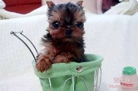 茶杯犬很萌？可它们却承载着一生的悲剧-6.jpeg