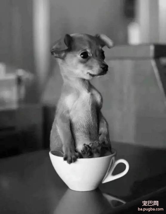 茶杯犬很萌？可它们却承载着一生的悲剧-15.jpeg
