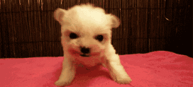 茶杯犬很萌？可它们却承载着一生的悲剧-16.gif