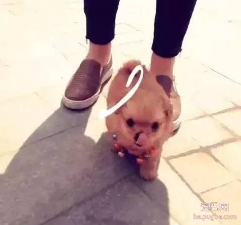茶杯犬很萌？可它们却承载着一生的悲剧-17.jpeg