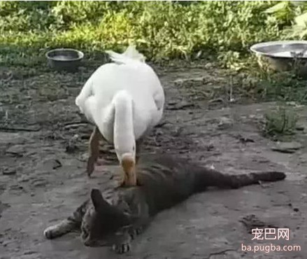 狸花猫平时横行霸道，结果这次惹到了村霸，下一刻也太丢猫脸了-2.jpeg
