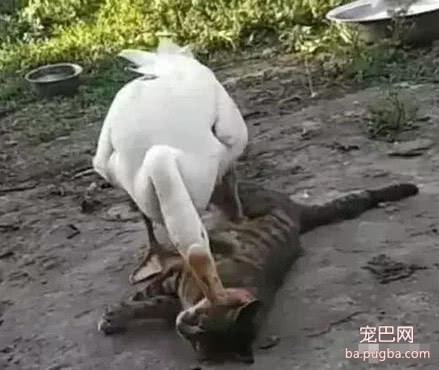 狸花猫平时横行霸道，结果这次惹到了村霸，下一刻也太丢猫脸了-3.jpeg