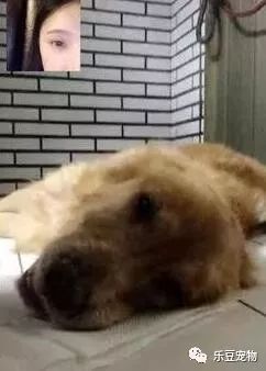 主人带着十五岁的金毛最后一次外出，回家后金毛带着笑容离世！-3.jpeg