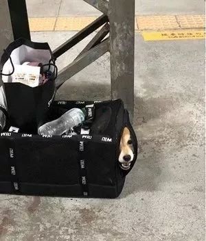 带柴柴搭火车，这货把坐票睡成了卧铺，还找了个陌生人当枕头...-1.jpeg