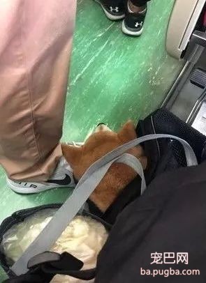 带柴柴搭火车，这货把坐票睡成了卧铺，还找了个陌生人当枕头...-3.jpeg