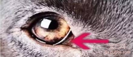 狗狗的10个科学真相，你知道多少？-1.jpeg